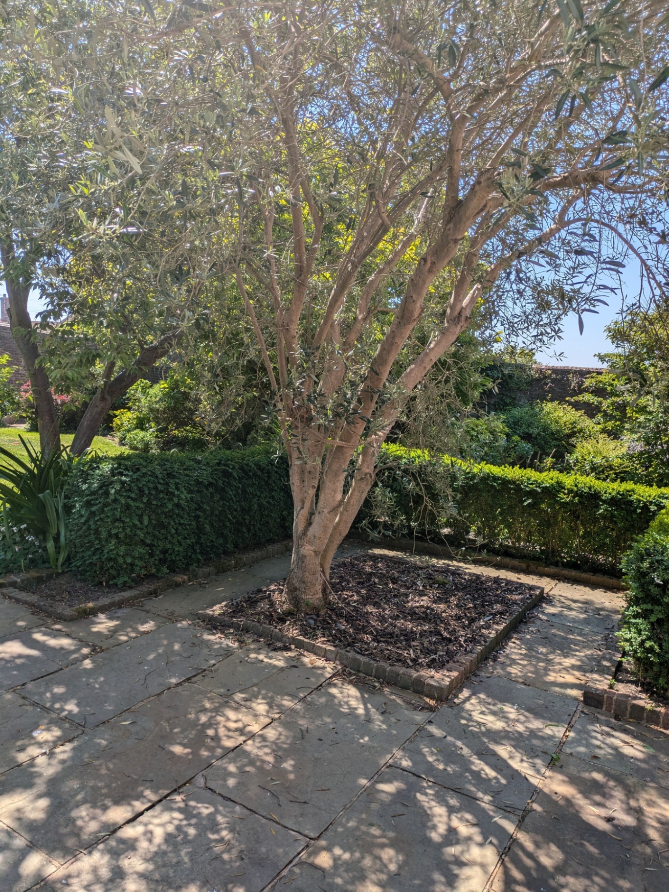 Mature olive tree in a walled garden
